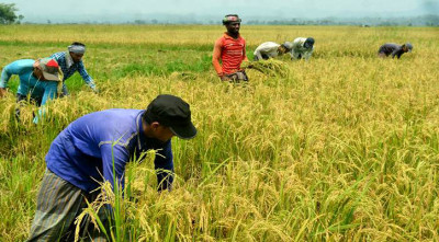 রাঙ্গুনিয়ার গুমাই বিলের তিন অংশে চলছে ধান কাটা