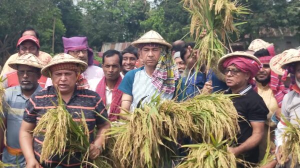 হাওরে কৃষকের ধান‌ কেটে দিলেন কেন্দ্রীয় কৃষক লীগ ও জেলা কৃষক লীগের নেতৃবৃন্দ