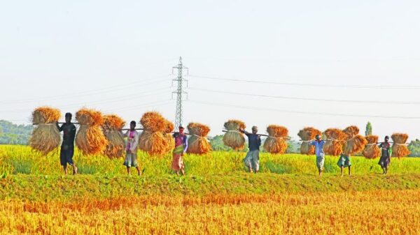 দেশের দ্বিতীয় বৃহত্তম রাঙ্গুনিয়ার গুমাই বিলে বোরোর পাকা ধান কাটা শুরু করেছেন কৃষকেরা