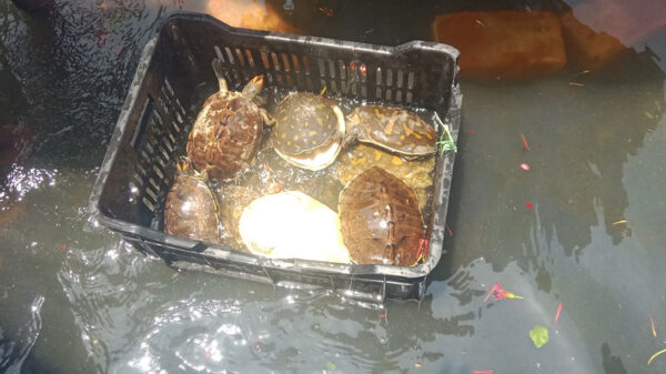 ফেনীতে বিলুপ্তপ্রায় ১০৮ কাছিম অবমুক্ত