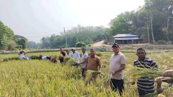 বাঙ্গালহালিয়াতে কৃষকের ধান কেটে দিল কৃষক লীগ ও যুবলীগ