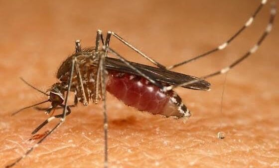 চট্টগ্রামে বাড়ছে ডেঙ্গুর প্রকোপ চসিকের মশক নিধন কার্যক্রমে গতি নেই