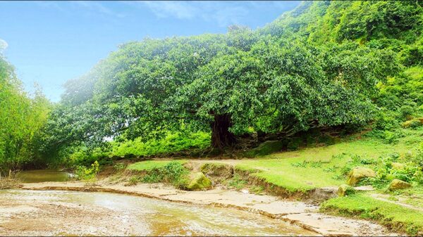 বিশ্বাজৎ সাহা, কলমাকান্দা, নেত্রকোণা