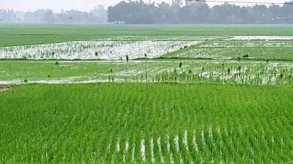 নওগাঁয় আদালতের নির্দেশ অমান্য করে জমি দখলের অভিযোগ