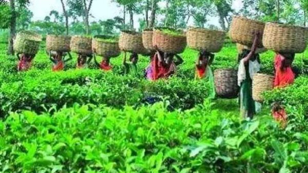 চা চাষে সম্ভবনার সপ্ন দেখছে ঠাকুরগাঁওয়ের চা চাষিরা