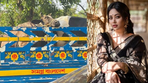 গরু বিতর্কের জবাব দিলেন ভাবনা