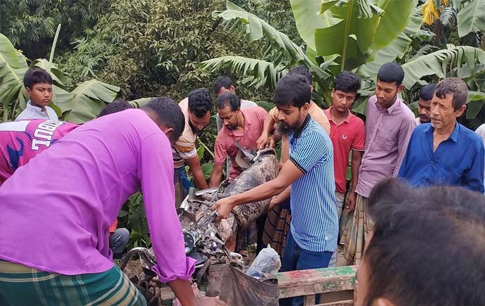 ধামরাইয়ে ট্রাকচাপায় পল্লী পশু চিকিৎসক নিহত
