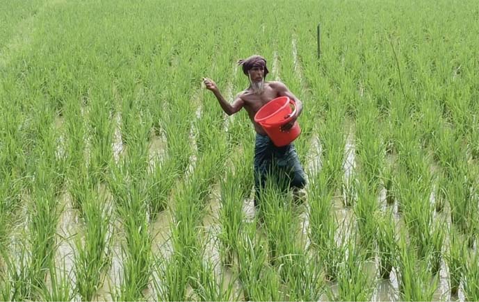 আমন ধানের বাম্পার ফলনের আশায় স্বপ্ন বুনছেন কৃষক 