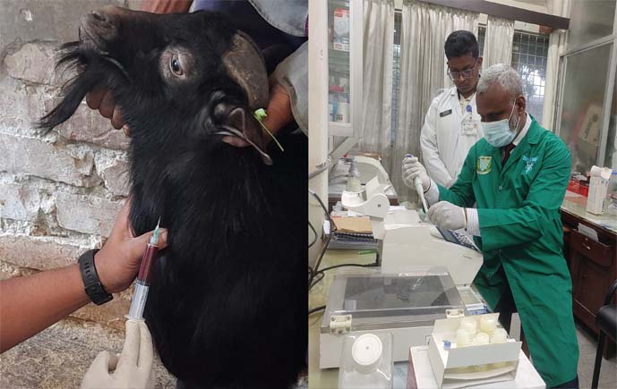 দেশে ছাগলে নতুন প্রজাতির রোগসৃষ্টিকারী ব্যাকটেরিয়া শনাক্ত: বাকৃবির গবেষণা