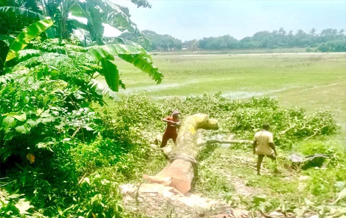 আত্রাইয়ে সরকারি ভিপি সম্পত্তিতে গাছ কাটায় ৩০ হাজার টাকা জরিমানা 