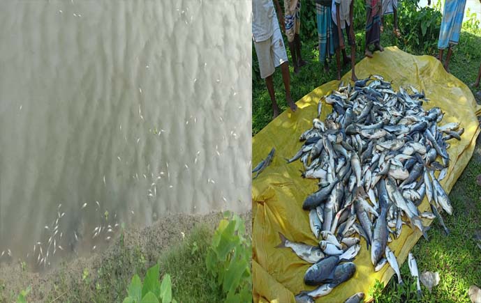 ফুলপুরে পুকুরে বিষ প্রয়োগ, ৭–৮ লাখ টাকার মাছ নিধনের অভিযোগ