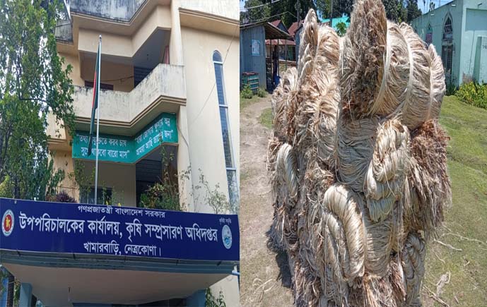 নেত্রকোণায় কমছে সোনালী আঁশের আবাদ, ক্ষুব্ধ চাষিরা; লক্ষ্যমাত্রা অর্জনে তৎপর কৃষি বিভাগ
