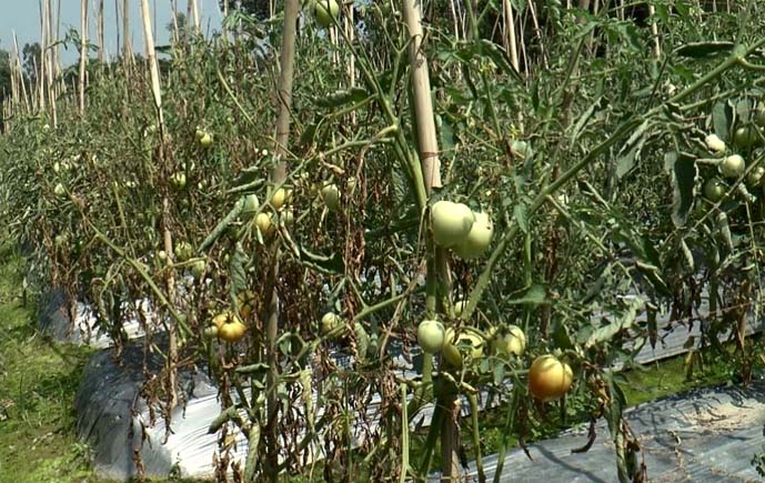 ভৈরবে পাতা কোঁকড়া রোগে লোকসানের আশংকায় টমেটো চাষীরা 