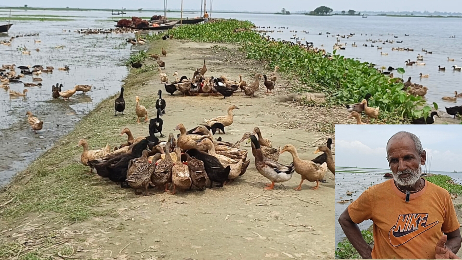 হাঁস পালনে ভাগ্য বদল আনন্দ বর্মনের, বছরে আয় ৪-৫ লাখ টাকা