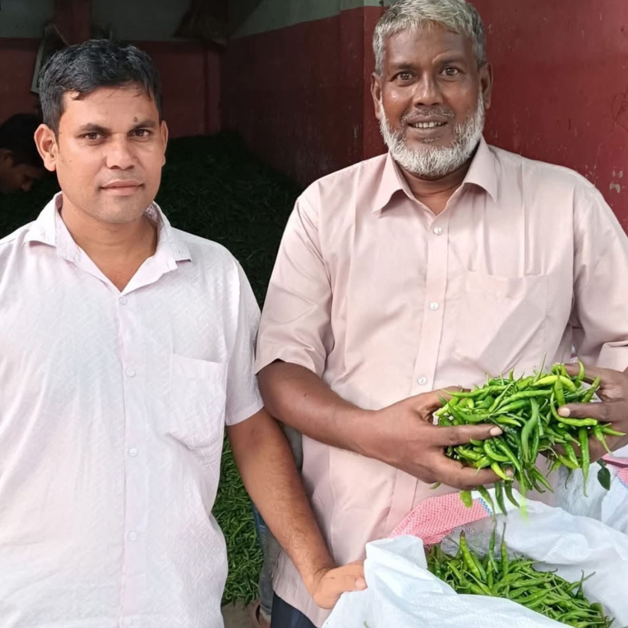 ভেড়ামারায় কাঁচা মরিচের দামে ধস: ৫৫০ টাকা থেকে নেমে ৪০-৪৫ টাকায়