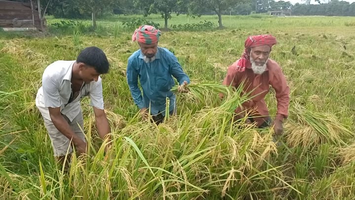 মান্দায় আউশ চাষে খরচ দ্বিগুণ: দাম তলানিতে, দিশেহারা চাষি