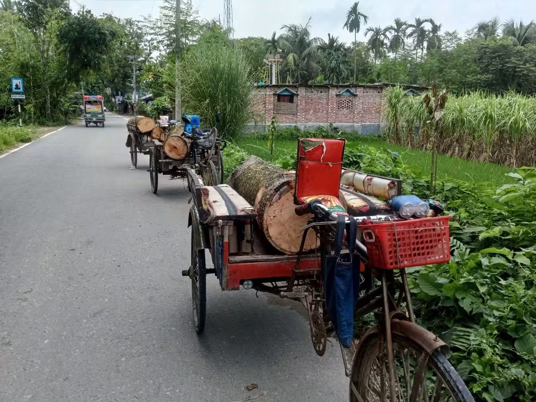 পাঁচবিবিতে সরকারি গাছ কাটার দায়ে তিনজনের কারাদণ্ড