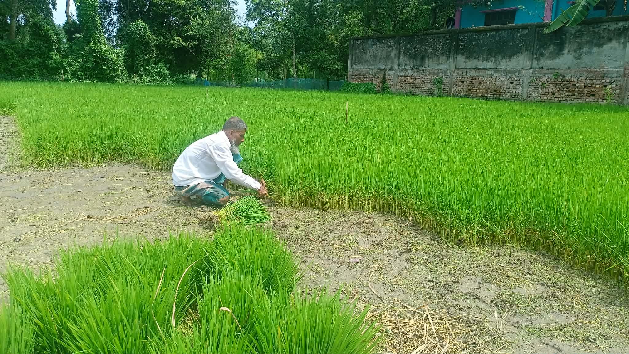 ব্রাহ্মণপাড়ায় আমন ধান রোপণে ব্যস্ত কৃষক, অনুকূল আবহাওয়ায় ভালো ফলনের আশা