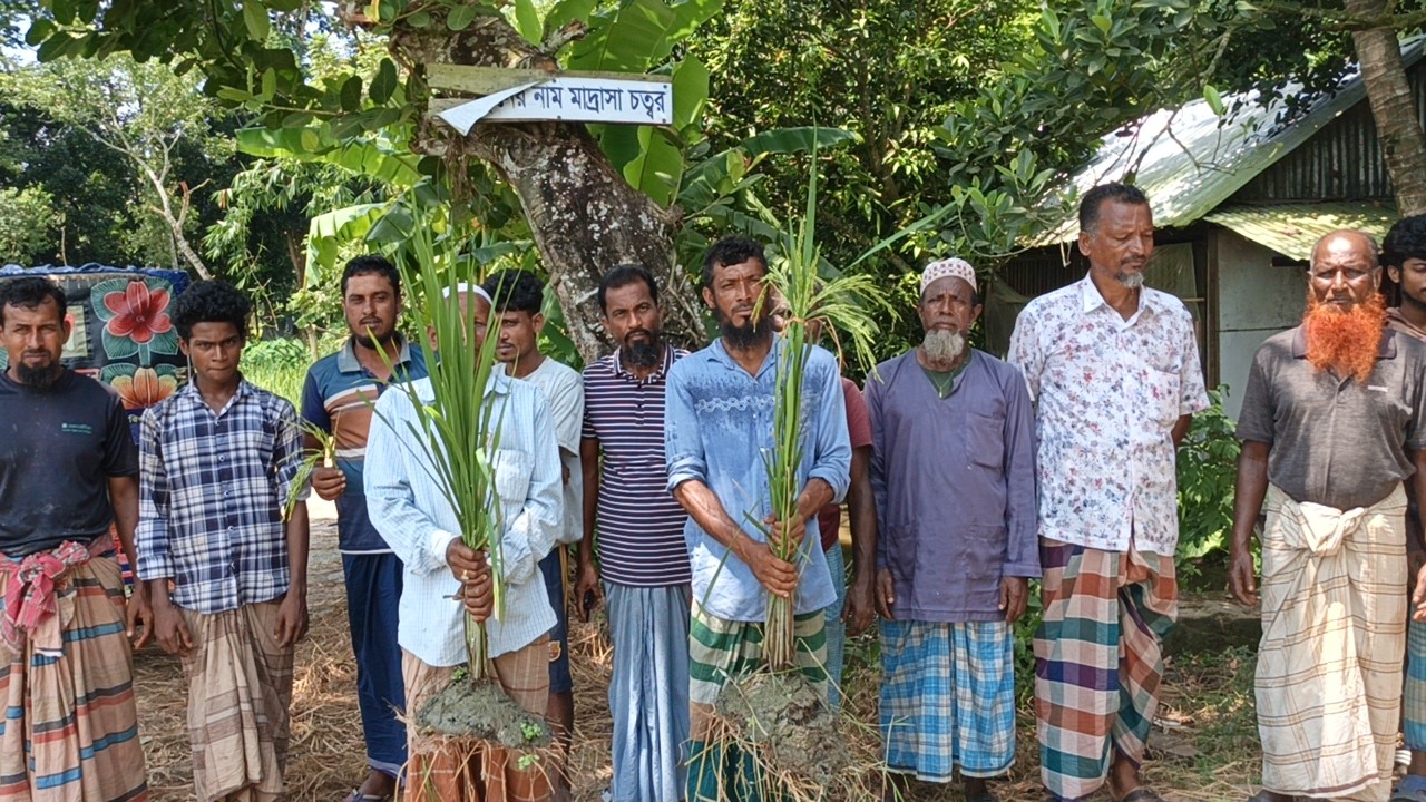 আমতলীতে ধানের বীজে প্রতারণা: নিঃস্ব দুই শতাধিক কৃষক পরিবার