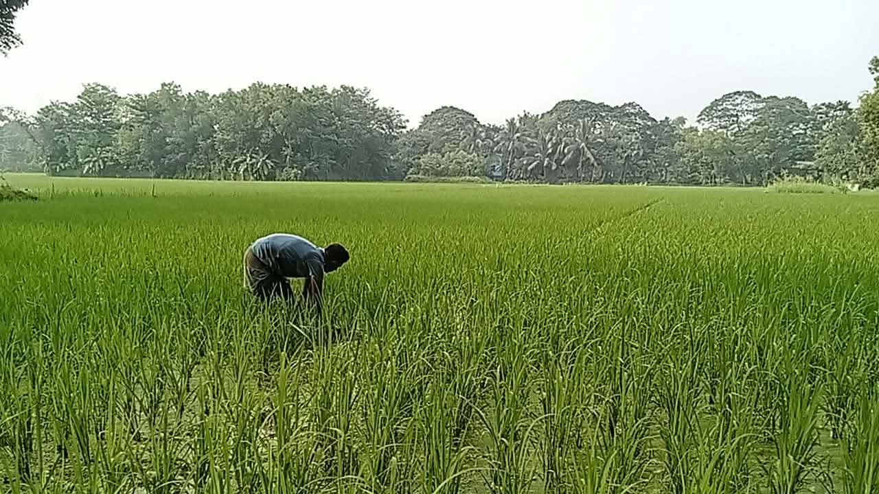 ব্রাহ্মণপাড়ায় আমনের বাম্পার ফলনের আশা, খেতজুড়ে সবুজ উৎসব