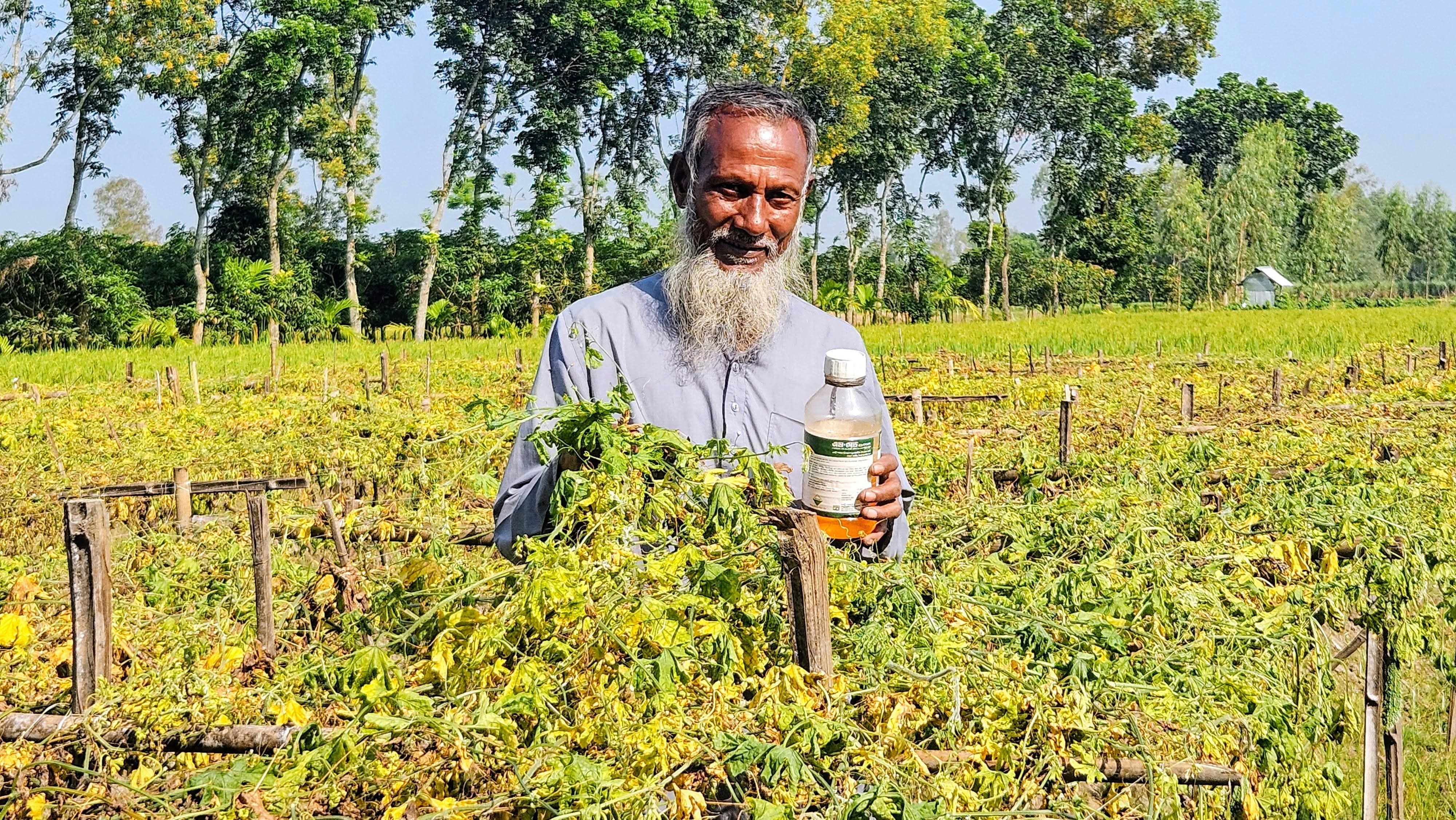 ভেজাল বালাইনাশকে কৃষকের তিন বিঘা করলা ক্ষেত নষ্ট, দিশেহারা চাষি