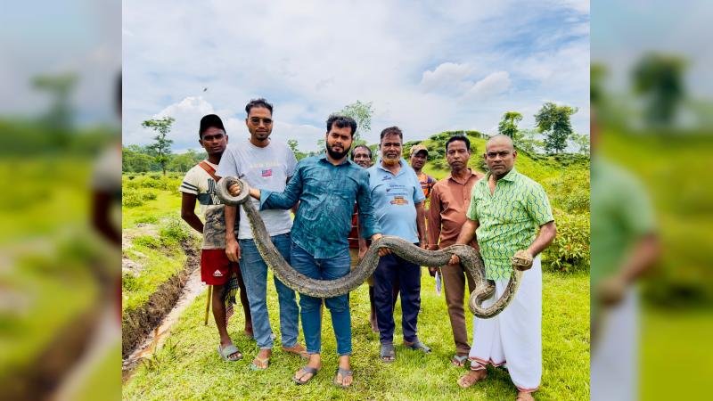 বিশ্ব প্রকৃতি সংরক্ষণ দিবসে শ্রীমঙ্গলে ১৬ ফুট লম্বা অজগর উদ্ধার