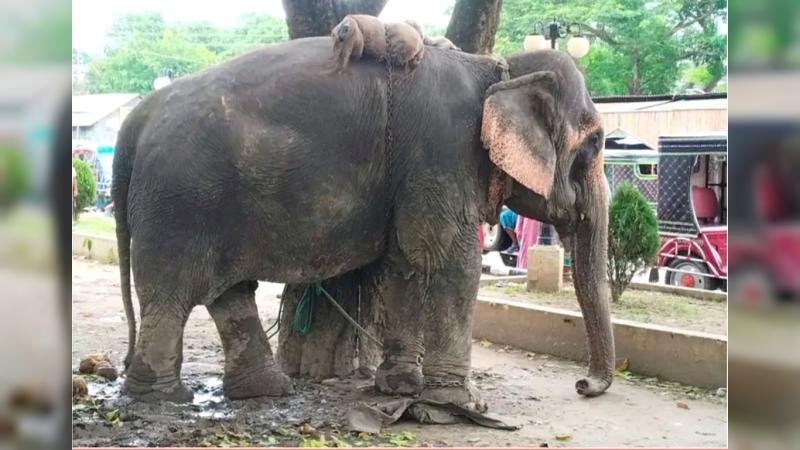 হাতির চাঁদাবাজির শিকার হয়ে শিশুর মর্মান্তিক মৃত্যু: ফরিদপুরে সড়ক দুর্ঘটনা