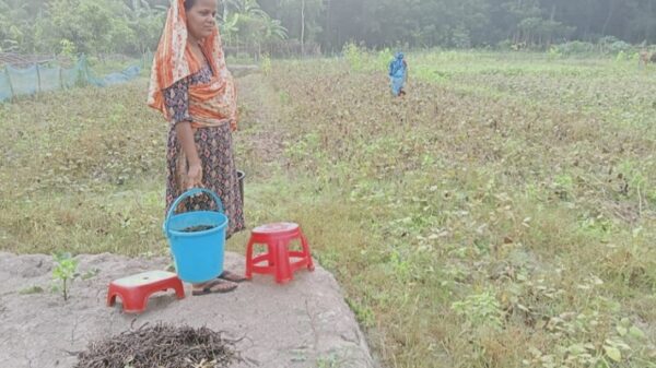 বেতাগীতে ফসল নিয়ে দুশ্চিন্তায় কৃষক ঘরে তুলতে ব্যস্ত সময় কাটাচ্ছেন