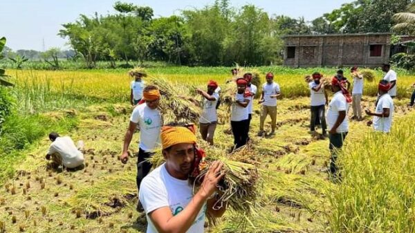 জয়পুরহাটে কৃষকের ধান কেটে দিল স্বেচ্ছাসেবকলীগের নেতাকর্মীরা