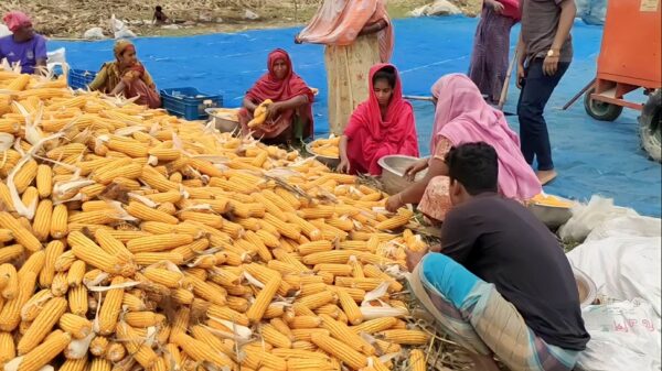 ভূঞাপুরে ভুট্টার বাম্পার ফলন, দাম না পাওয়ায় হতাশায় কৃষক