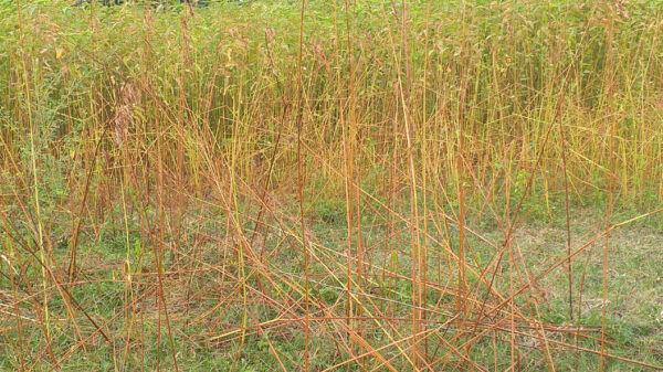 পাট জাগ নিয়ে বিপাকে জয়পুরহাটের কৃষকরা