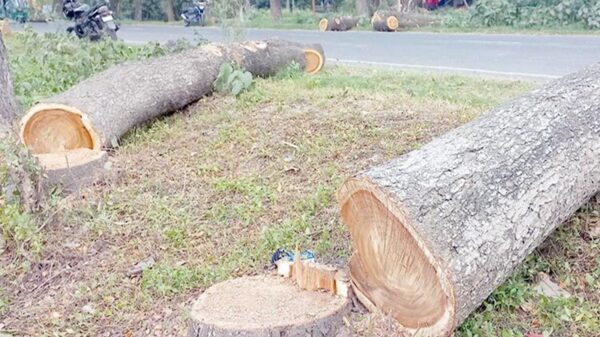 গাছ কাটা-লাগানো নিয়ে হাইকোর্টের রুল